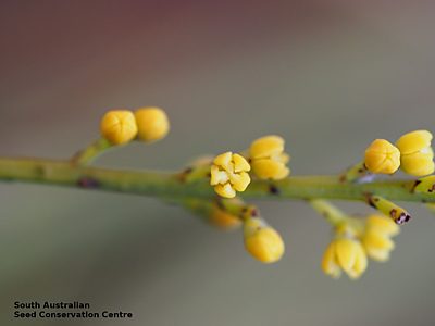Choretrum chrysanthum flower spike (2)